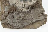 Fossil Crinoids (Barycrinus, Macrocrinus) - Crawfordsville, Indiana #157242-1